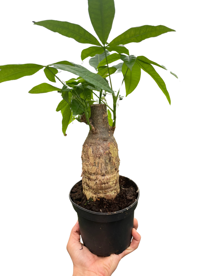 Money Tree 'Guiana Chestnut' Pachira Stump-Indoor Plants-American Plant Supply