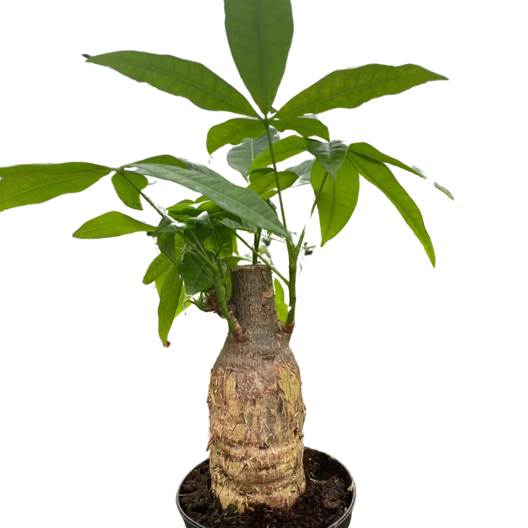 Money Tree 'Guiana Chestnut' Pachira Stump-Indoor Plants-American Plant Supply