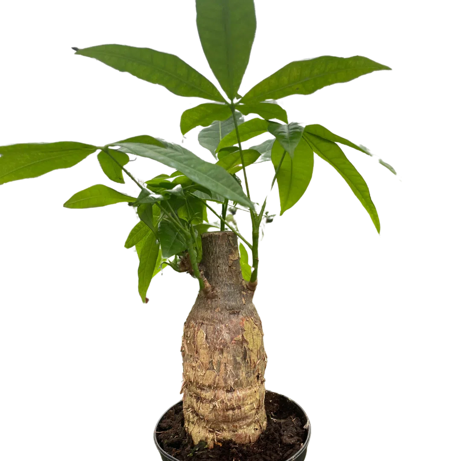 Money Tree 'Guiana Chestnut' Pachira Stump-Indoor Plants-American Plant Supply