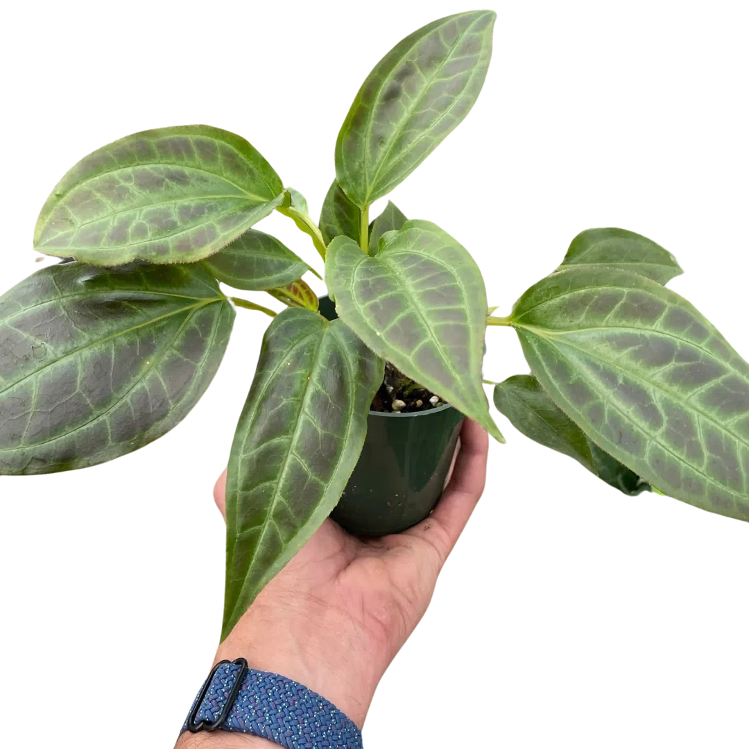 Monolena 'Primuliflora'-Indoor Plants-American Plant Supply
