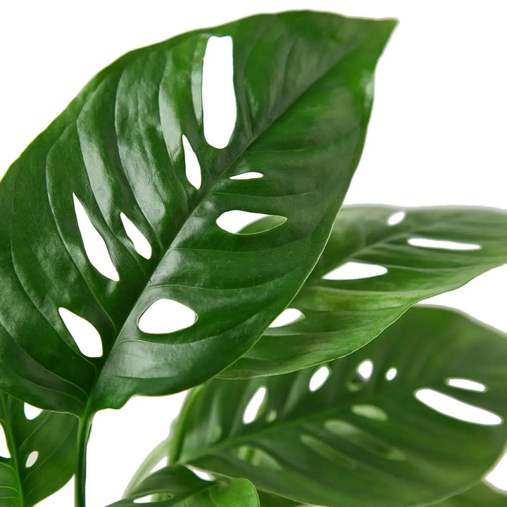 Monstera Adansonii 'Swiss Cheese'-4" Plant (1pk/$2) ($6 Ship/15oz)-American Plant Supply