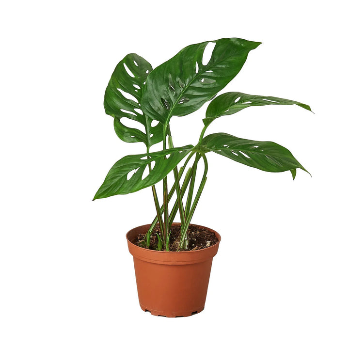 Monstera Adansonii 'Swiss Cheese'-4" Plant (1pk/$2) ($6 Ship/15oz)-American Plant Supply