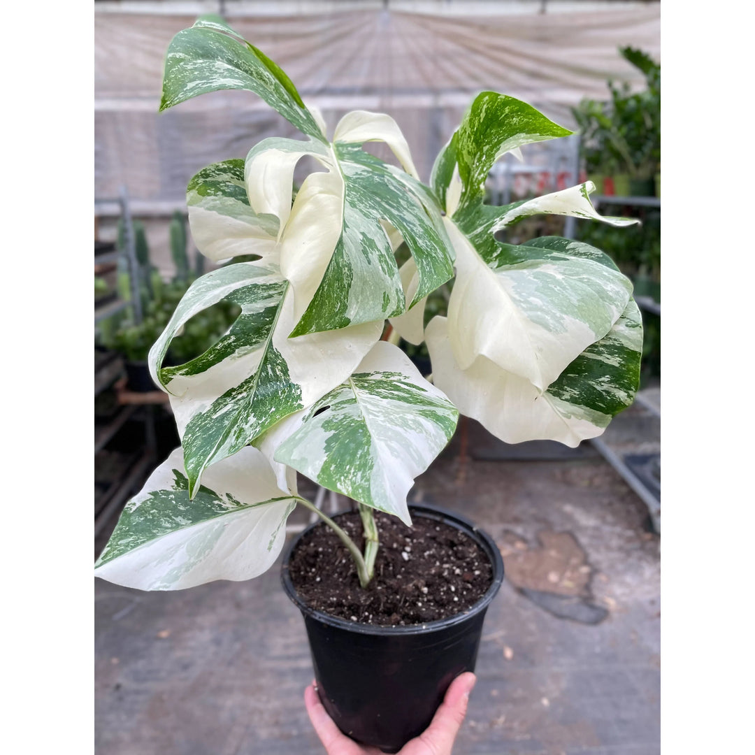 Monstera 'Albo Borsigiana Variegated'-American Plant Supply