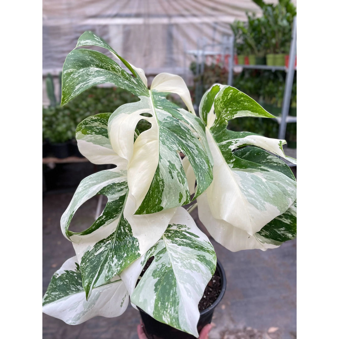 Monstera 'Albo Borsigiana Variegated'-American Plant Supply