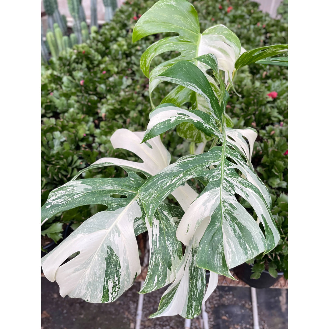 Monstera 'Albo Borsigiana Variegated'-American Plant Supply