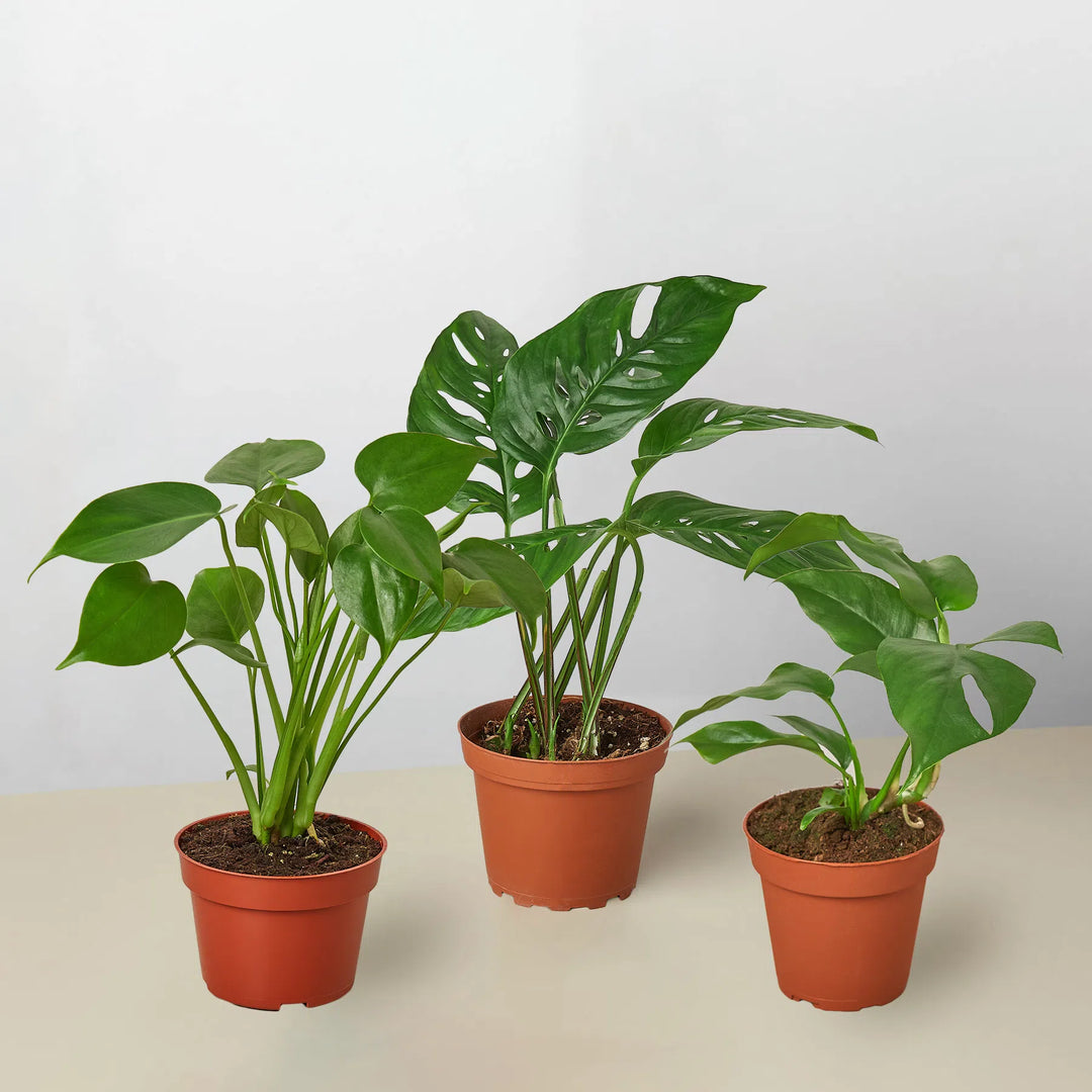 Monstera Bundle-Bundle-American Plant Supply