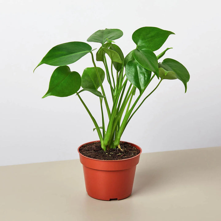 Monstera Bundle-Bundle-American Plant Supply