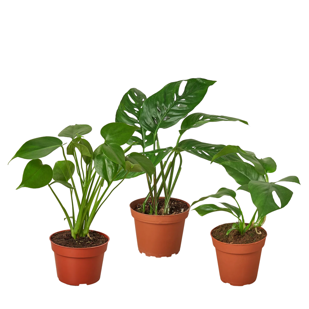 Monstera Bundle-Bundle-American Plant Supply