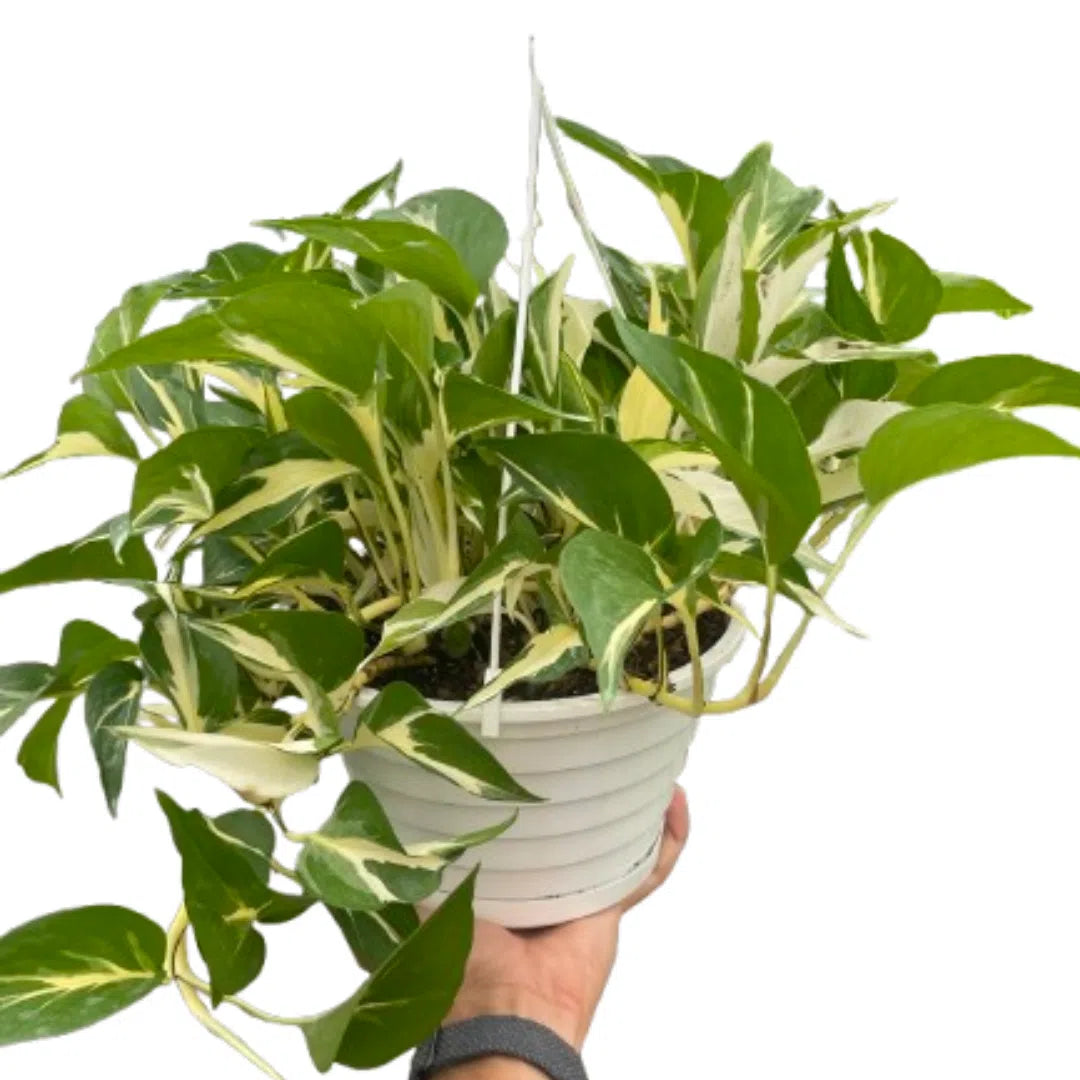 Monstera Mutant Manjula-4" Plant (1pk/$2) ($6 Ship/15oz)-American Plant Supply