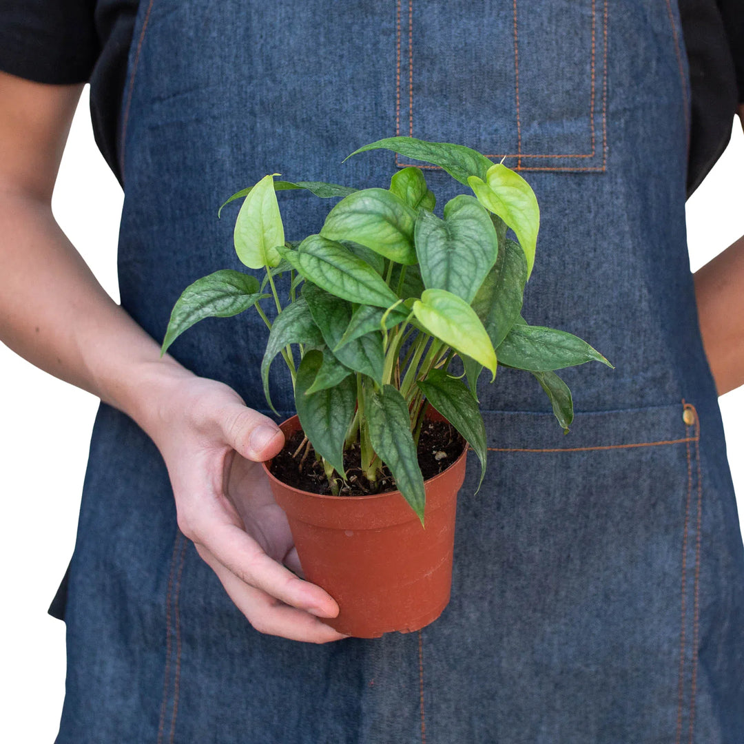 Monstera 'Siltepecana'-American Plant Supply