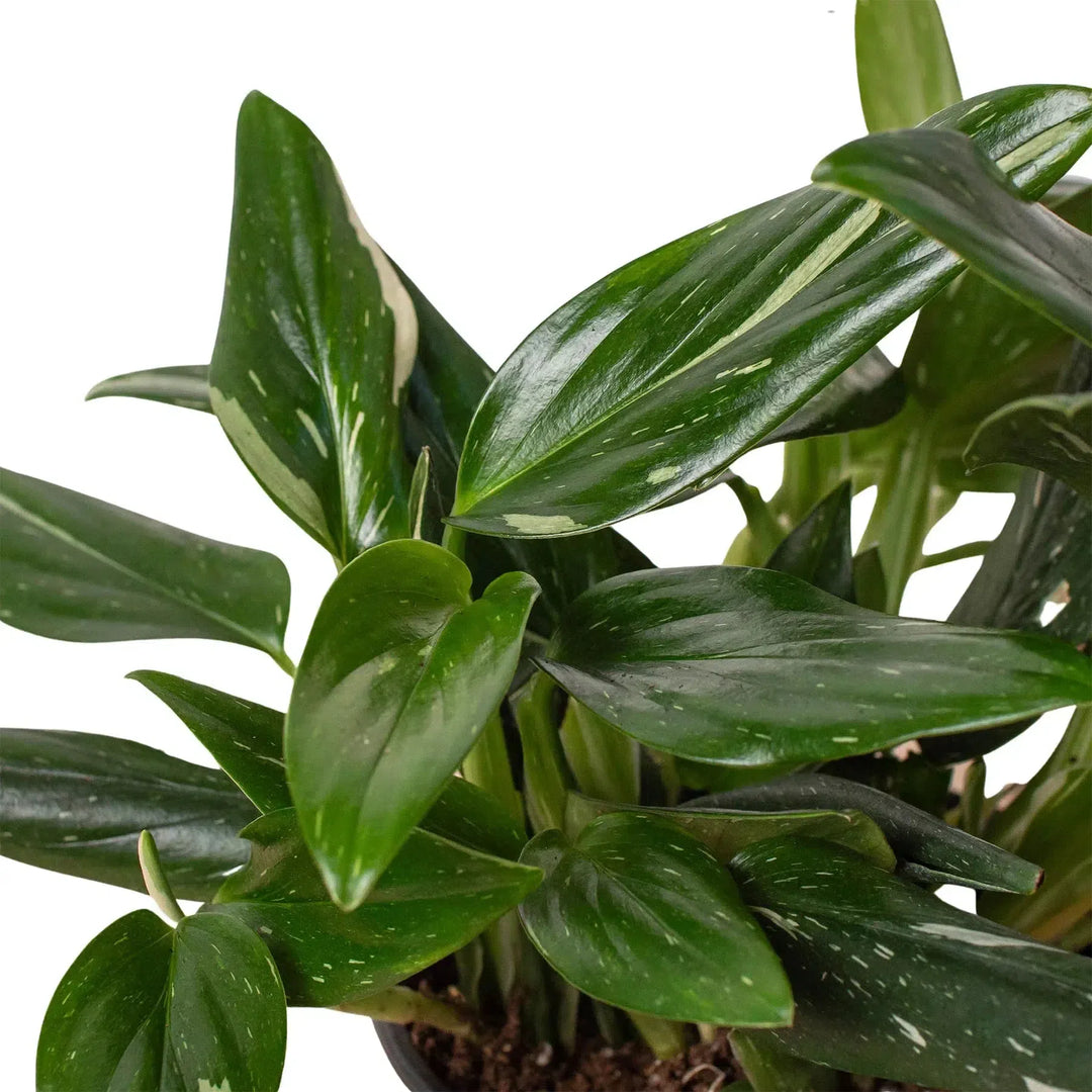 Monstera 'Standeleyana Albo Variegated'-Indoor Plants-American Plant Supply