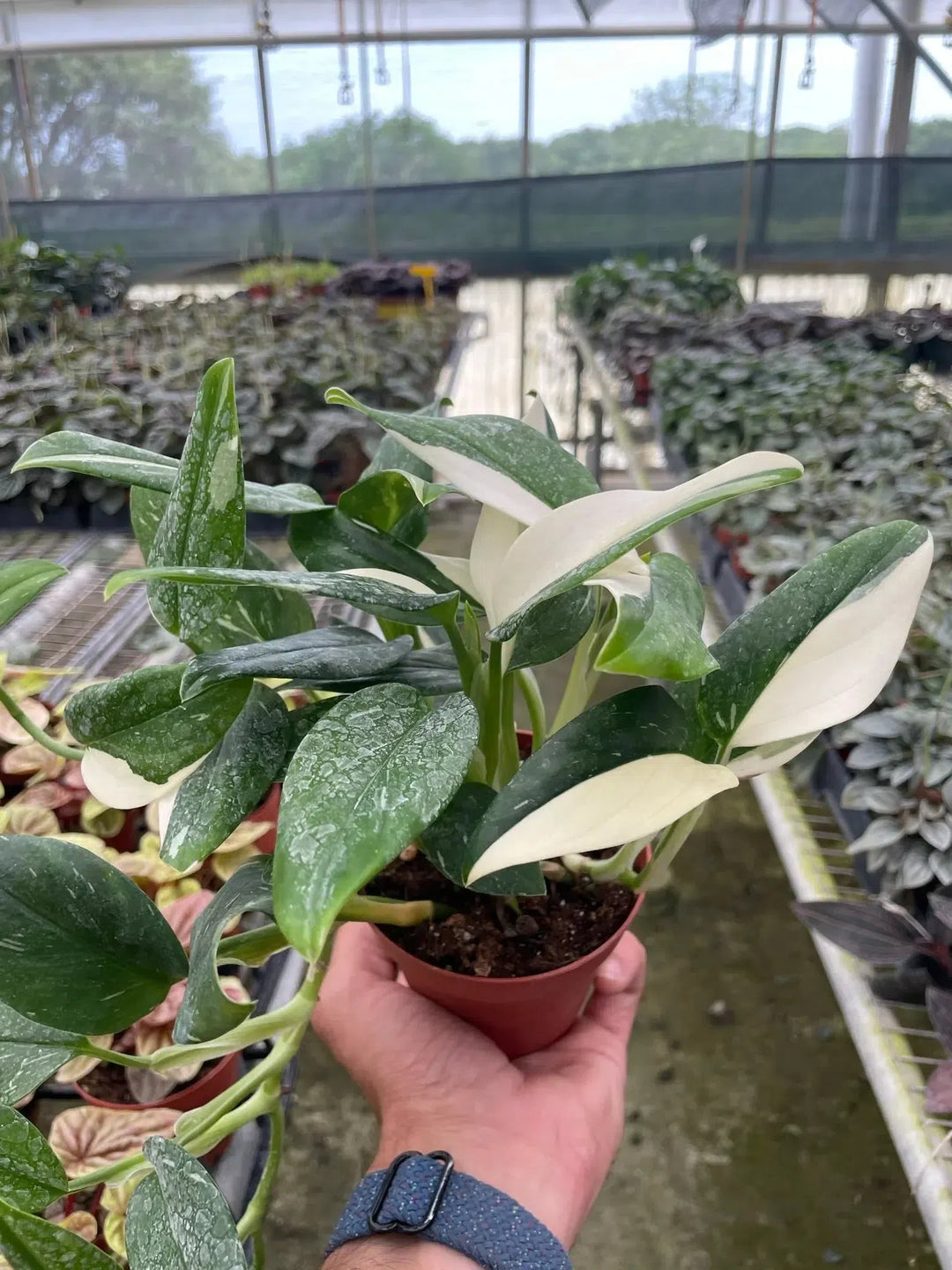 Monstera 'Standeleyana Albo Variegated'-Indoor Plants-American Plant Supply