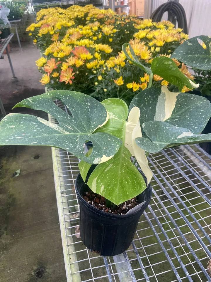 Monstera 'Thai Constellation'-American Plant Supply