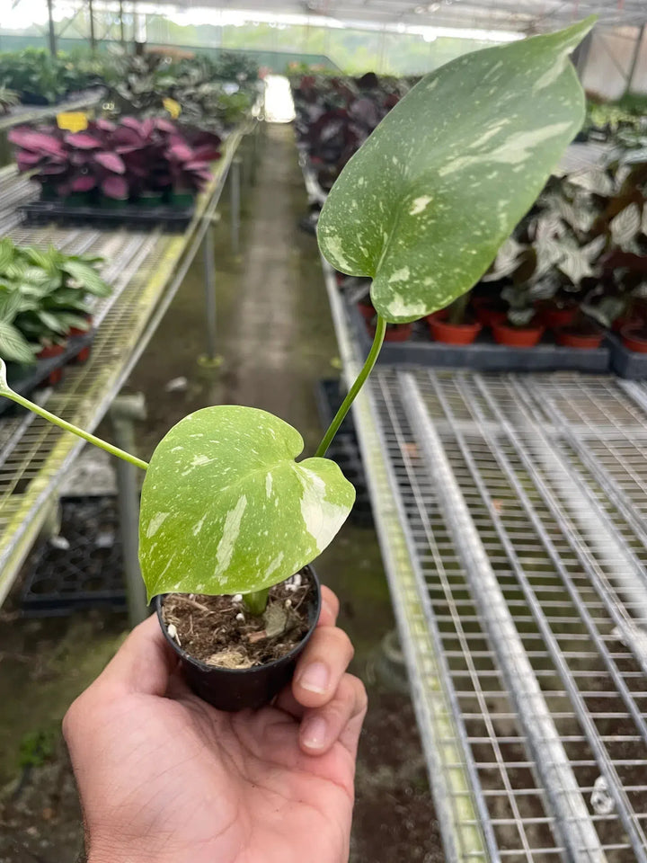 Monstera 'Thai Constellation'-American Plant Supply