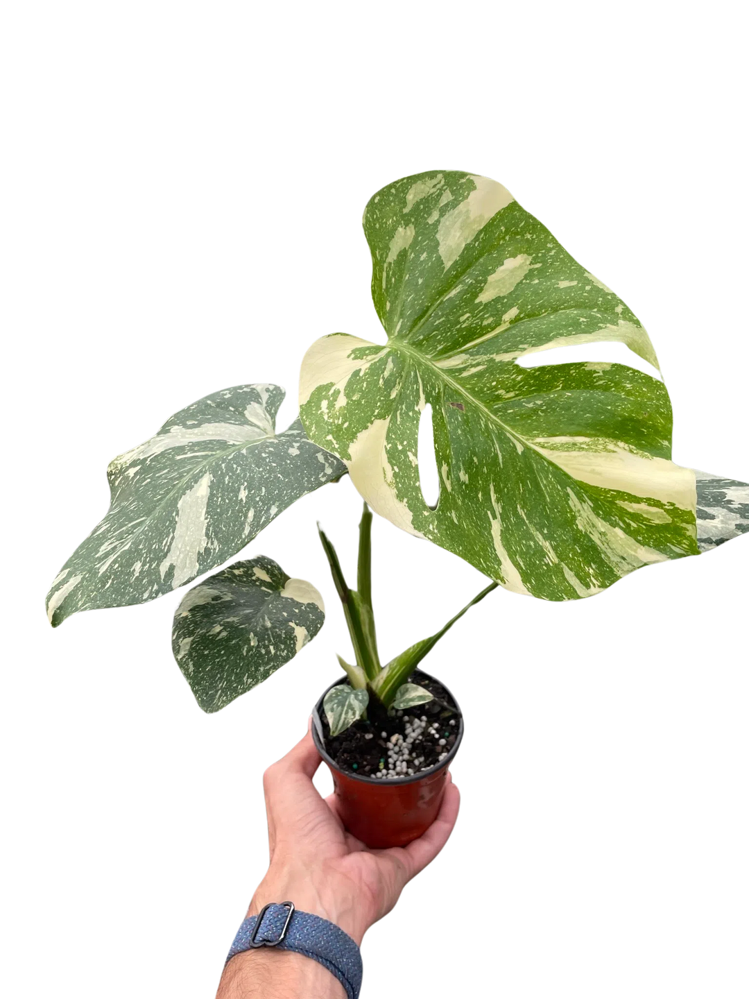 Monstera 'Thai Constellation'-American Plant Supply