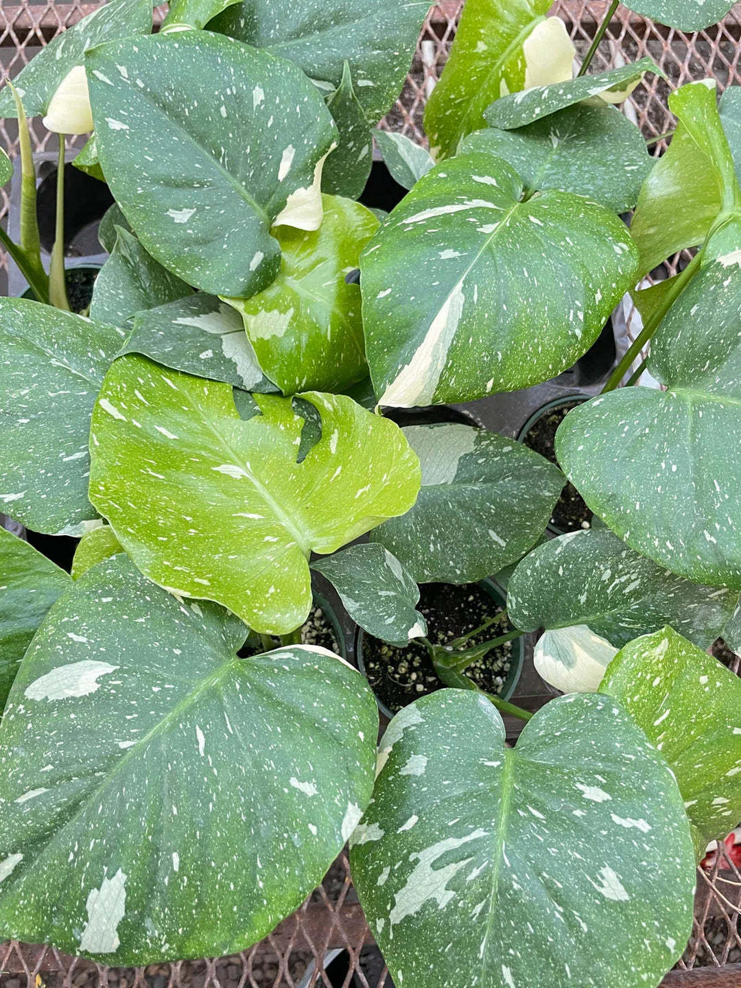 Monstera 'Thai Constellation'-American Plant Supply