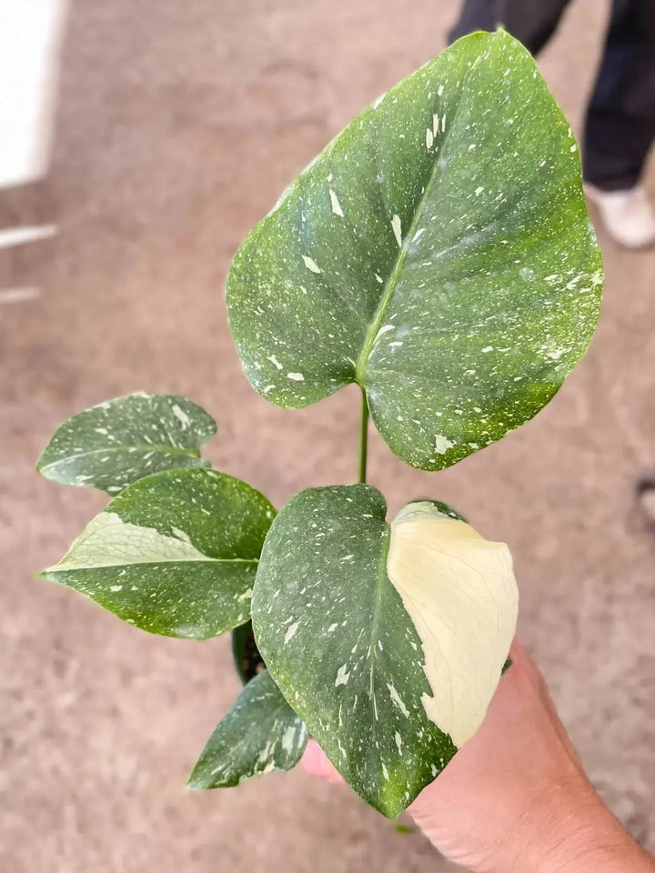 Monstera 'Thai Constellation'-American Plant Supply