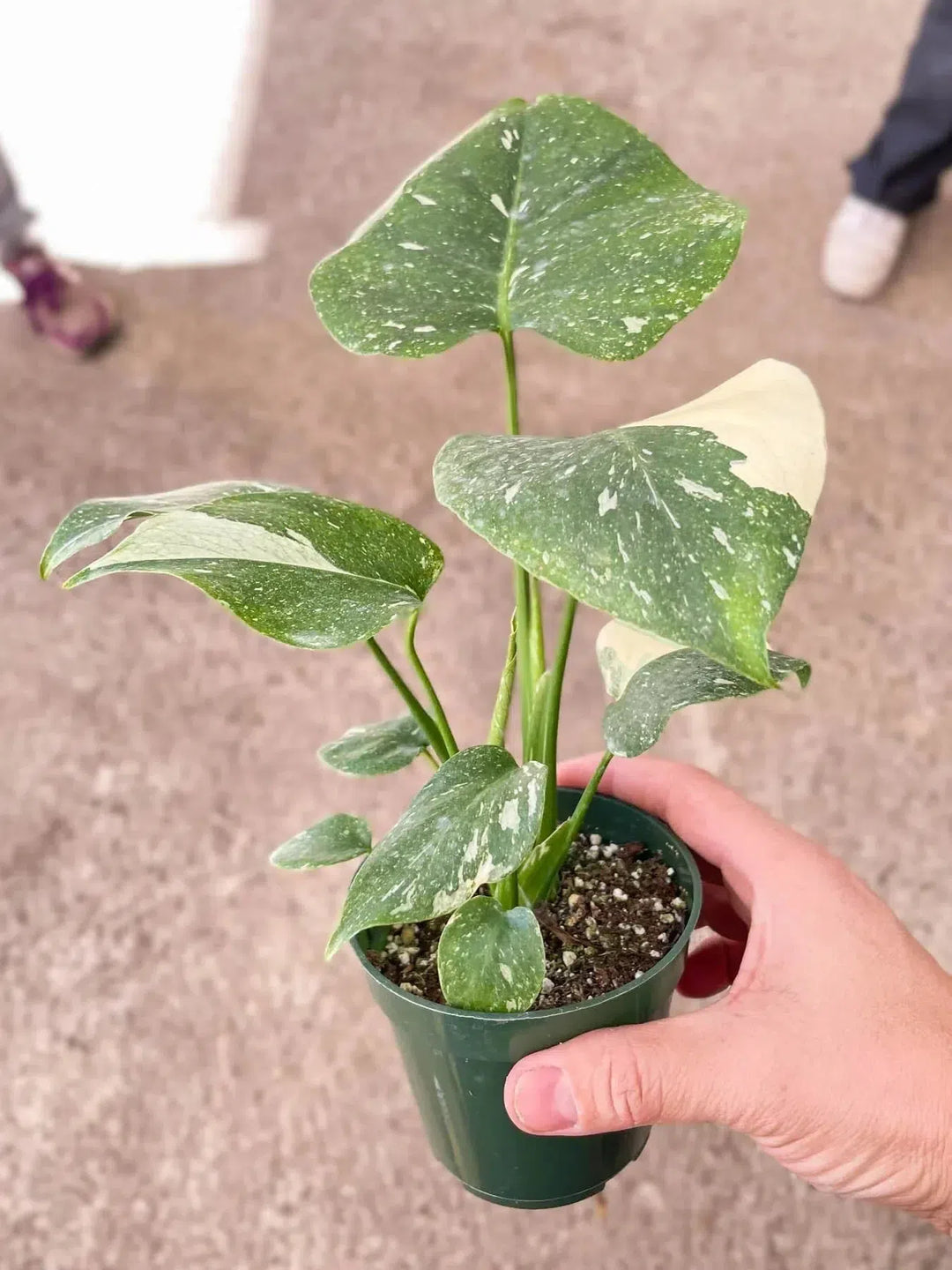 Monstera 'Thai Constellation'-American Plant Supply