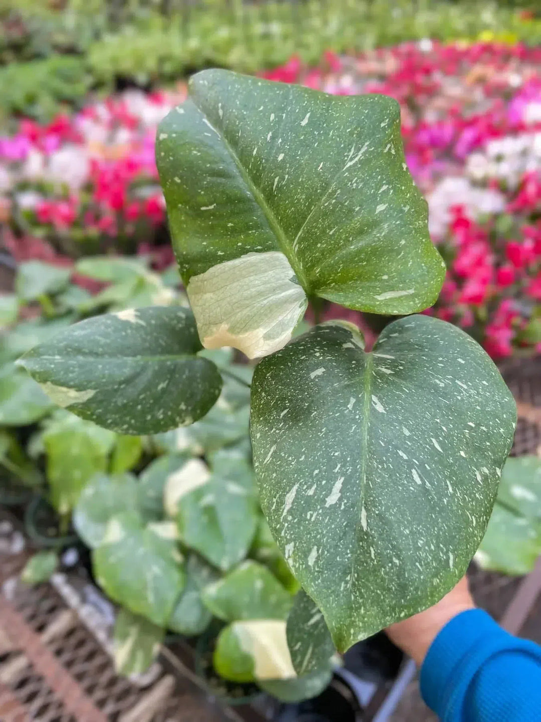 Monstera 'Thai Constellation'-American Plant Supply