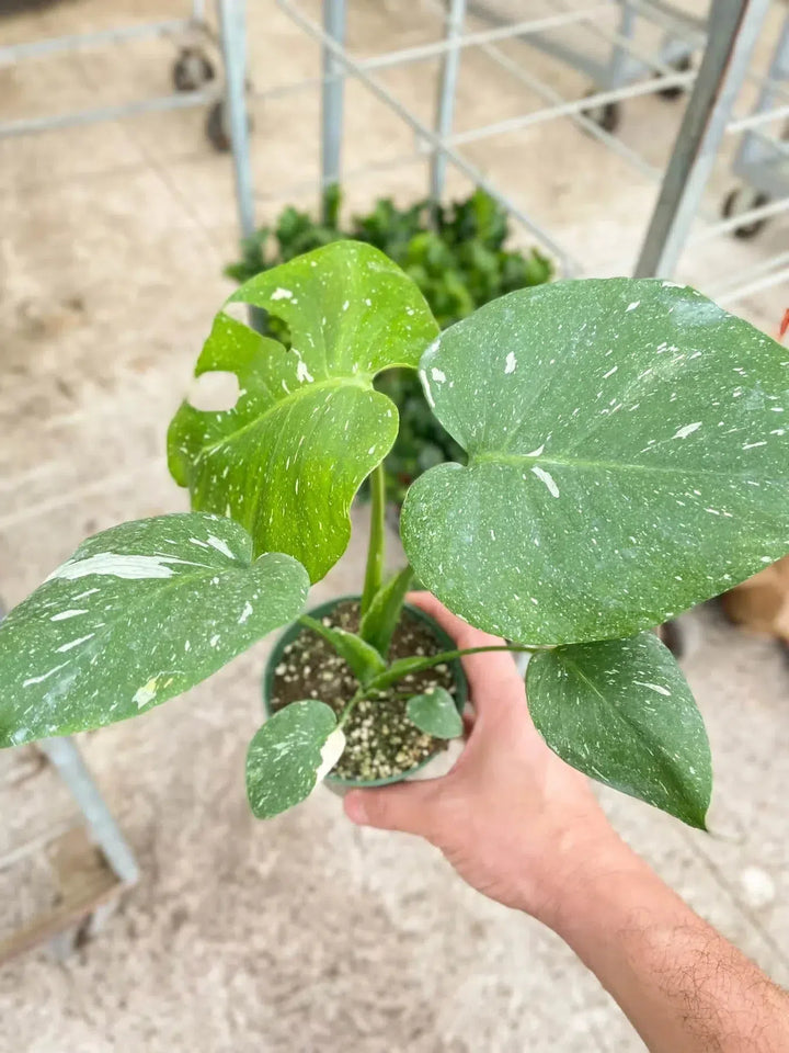 Monstera 'Thai Constellation'-American Plant Supply