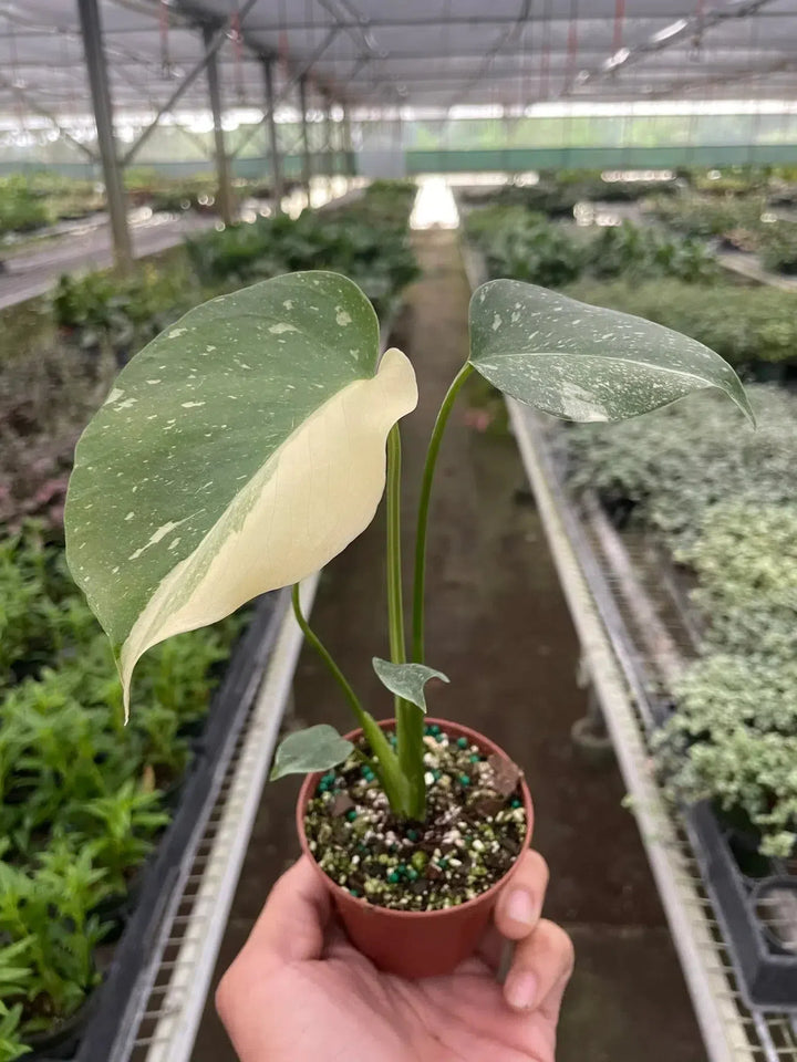 Monstera 'Thai Constellation'-American Plant Supply