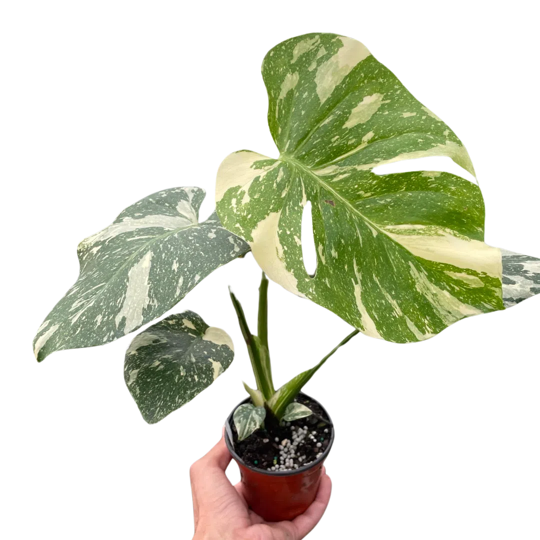 Monstera 'Thai Constellation'-American Plant Supply