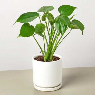 Philodendron Monstera Split-Leaf