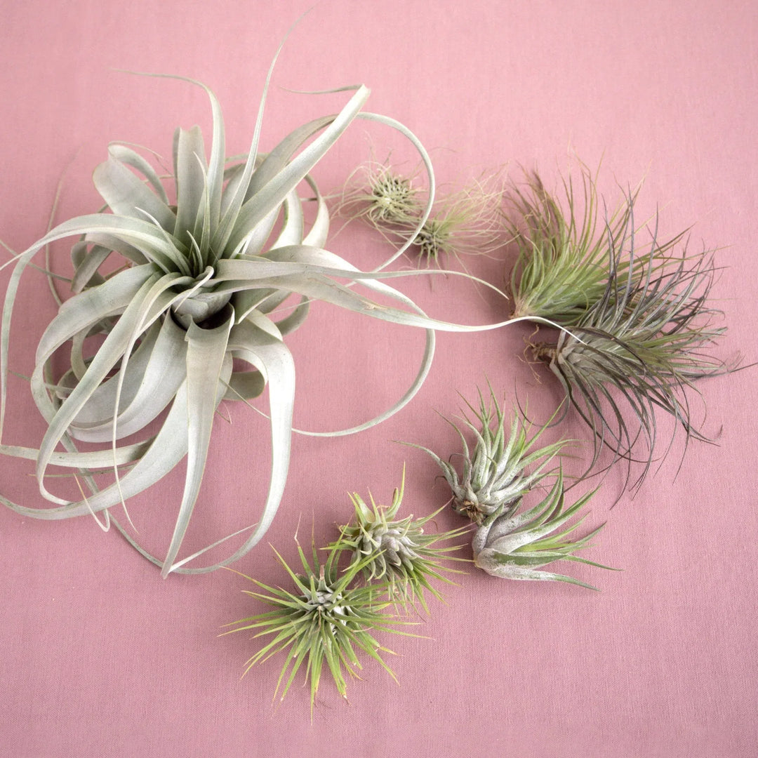 Mothers Day Air Plant Bundle-Bundle ($10 Ship/31oz)-American Plant Supply