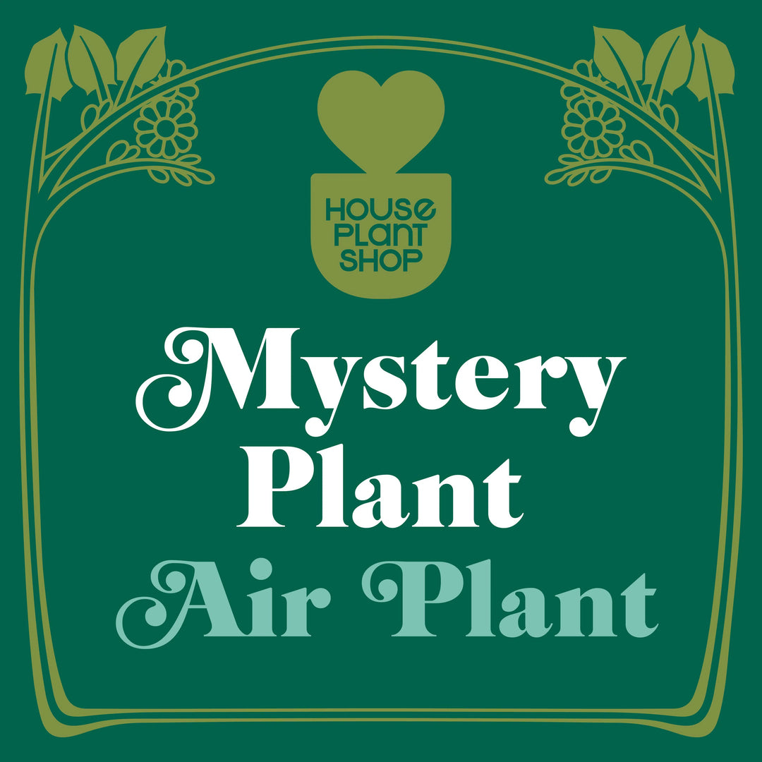 Mystery Air Plant-Default-American Plant Supply