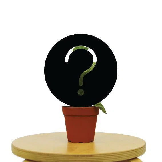 Mystery House Plant B-Grade-4" Plant (1pk/$2) ($6 Ship/15oz)-American Plant Supply