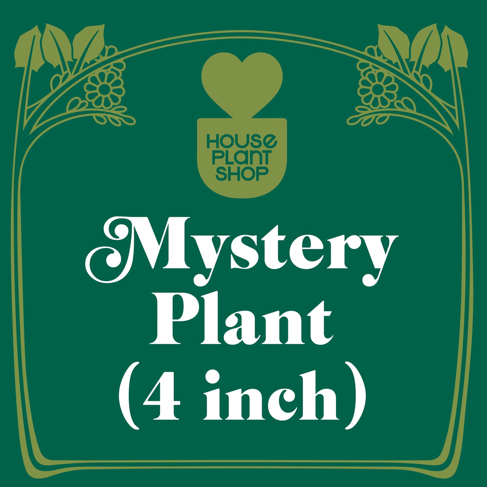 Mystery Pet-Friendly House Plant-American Plant Supply