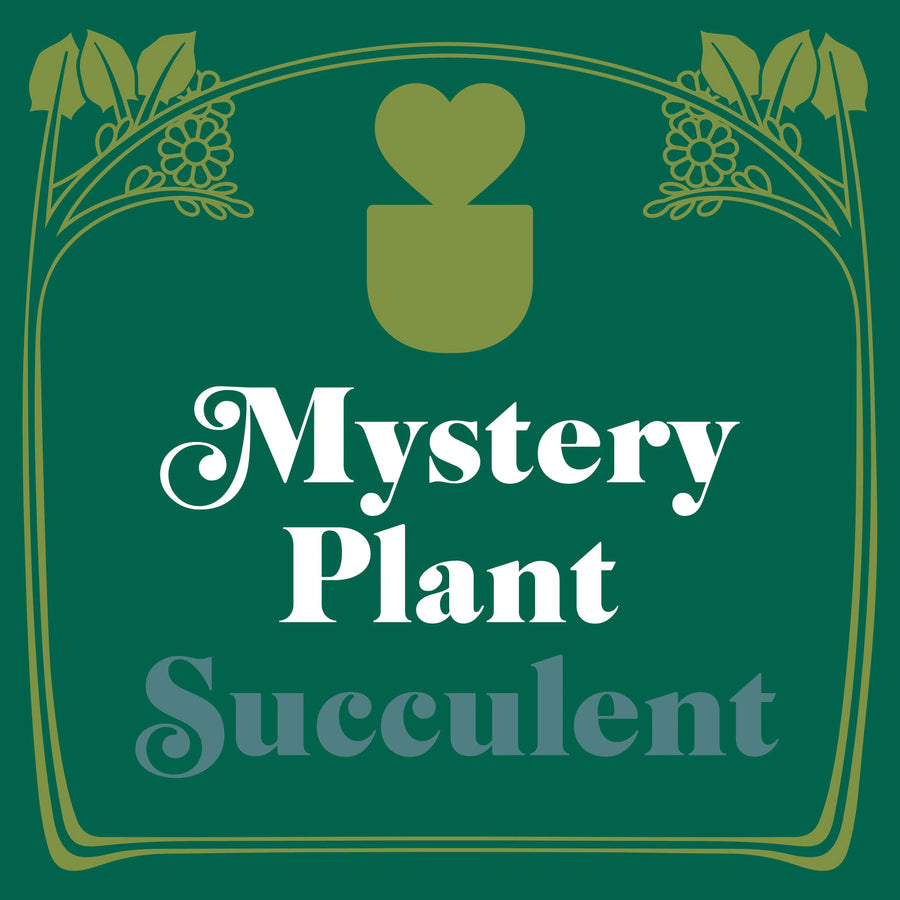 Mystery Succulent House Plant-Default-American Plant Supply