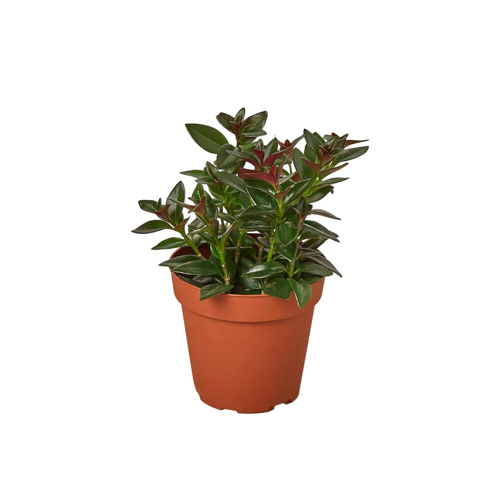 Nematanthus Black Goldfish Plant-Default-American Plant Supply