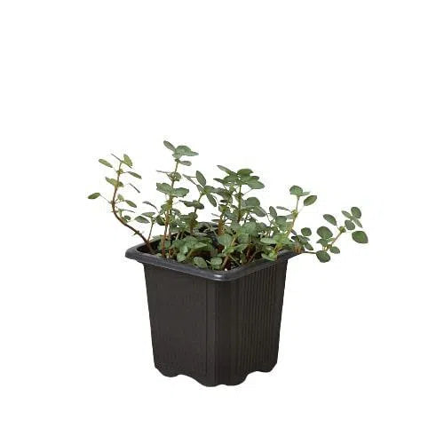 Nettle 'Silver Sparkle'-American Plant Supply