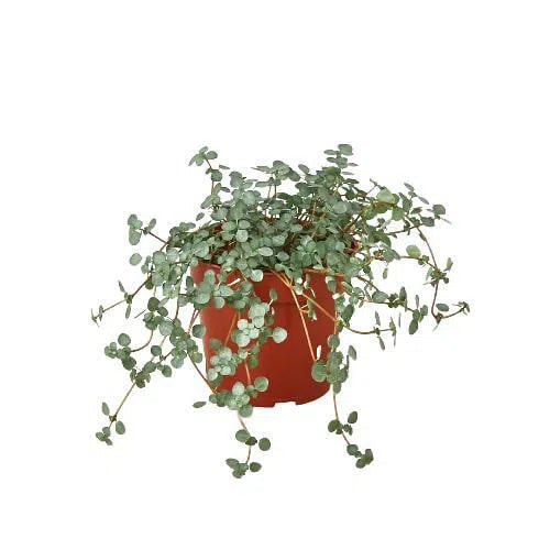 Nettle 'Silver Sparkle'-American Plant Supply