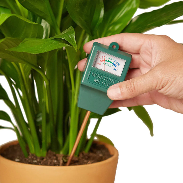 New Plant Parent Bundle-4" Plant (2)-American Plant Supply