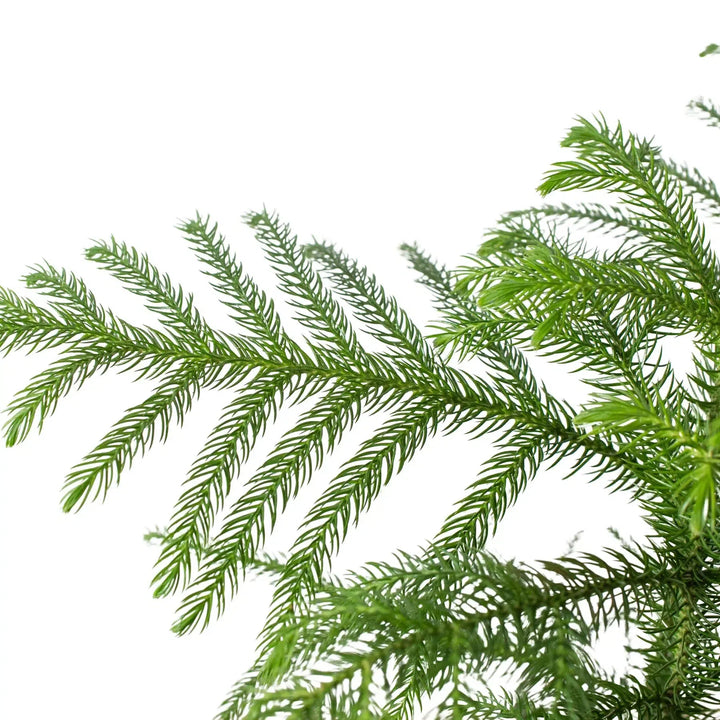 Norfolk 'Island Pine'-American Plant Supply