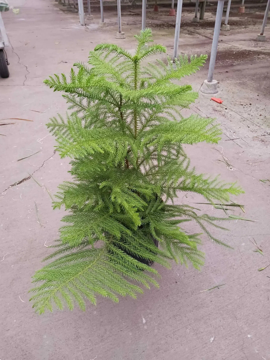 Norfolk 'Island Pine'-American Plant Supply