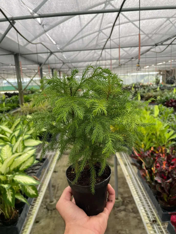 Norfolk 'Island Pine'-American Plant Supply