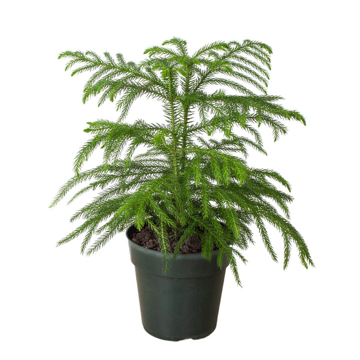 Norfolk 'Island Pine'-American Plant Supply