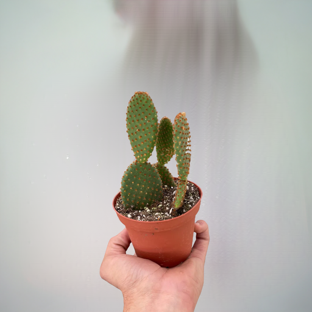 Opuntia 'Microdasys' (Bunny Ear Cactus)