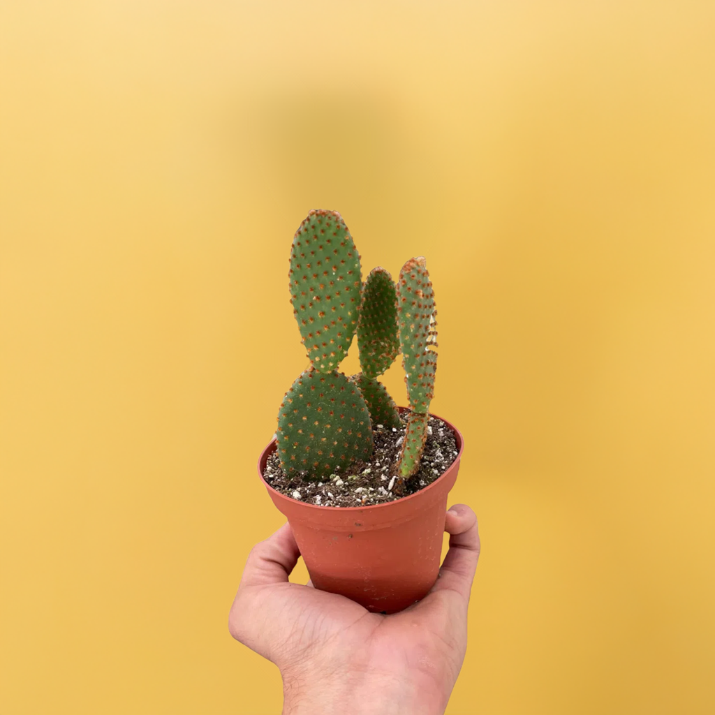 Opuntia 'Microdasys' (Bunny Ear Cactus)