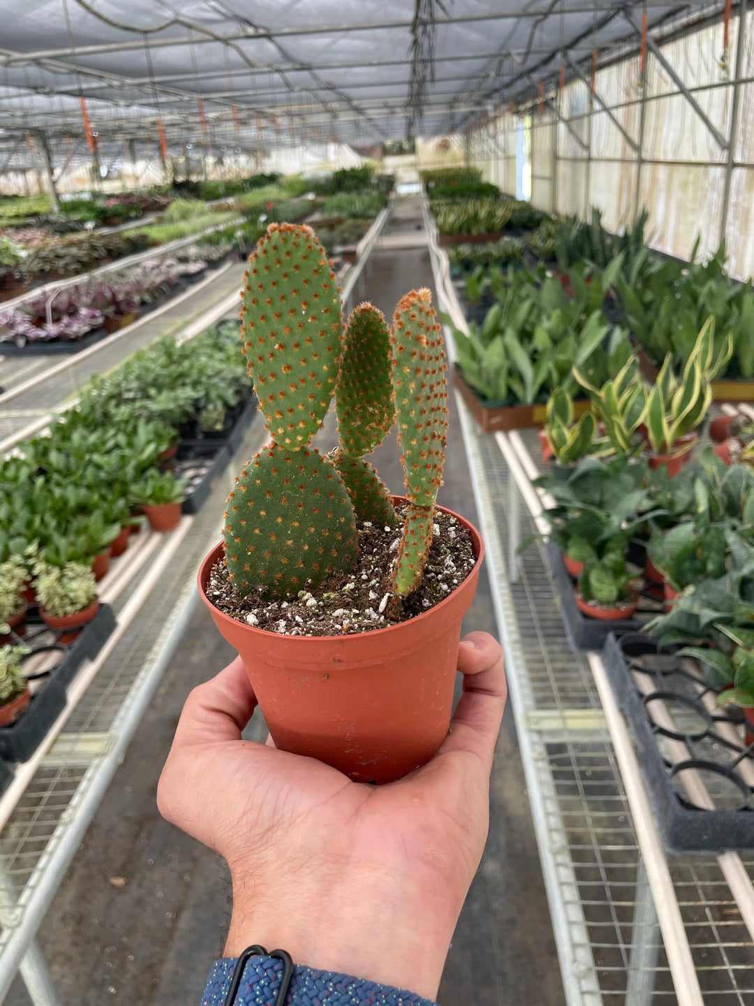 Opuntia 'Microdasys' (Bunny Ear Cactus)-American Plant Supply