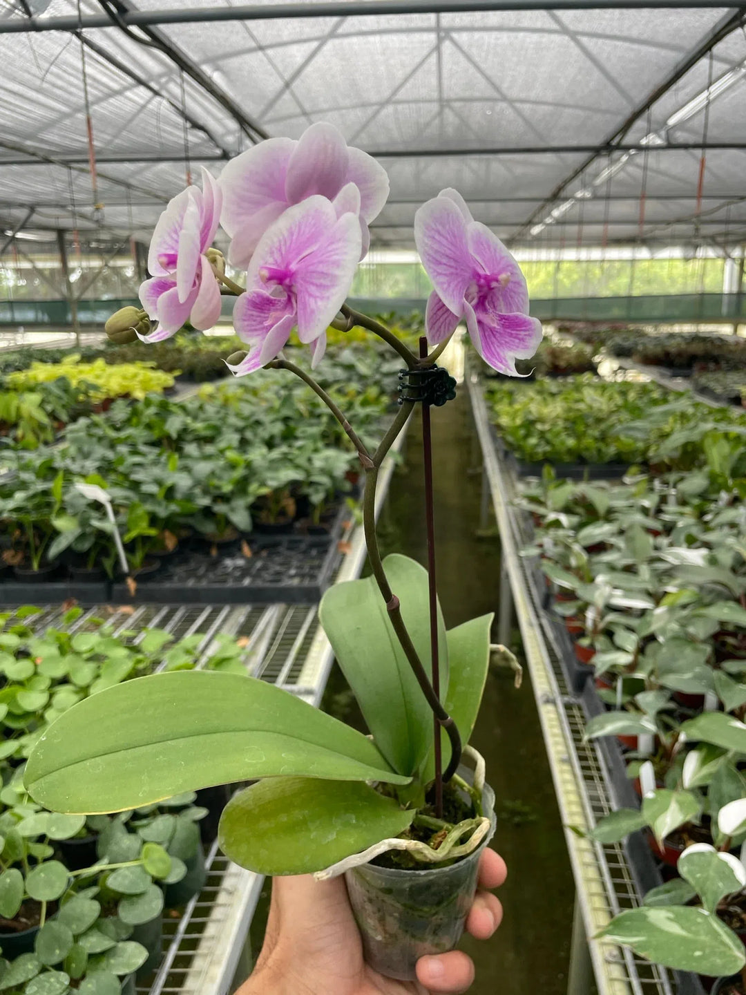 Orchid 'Light Pink Phalaenopsis'-American Plant Supply