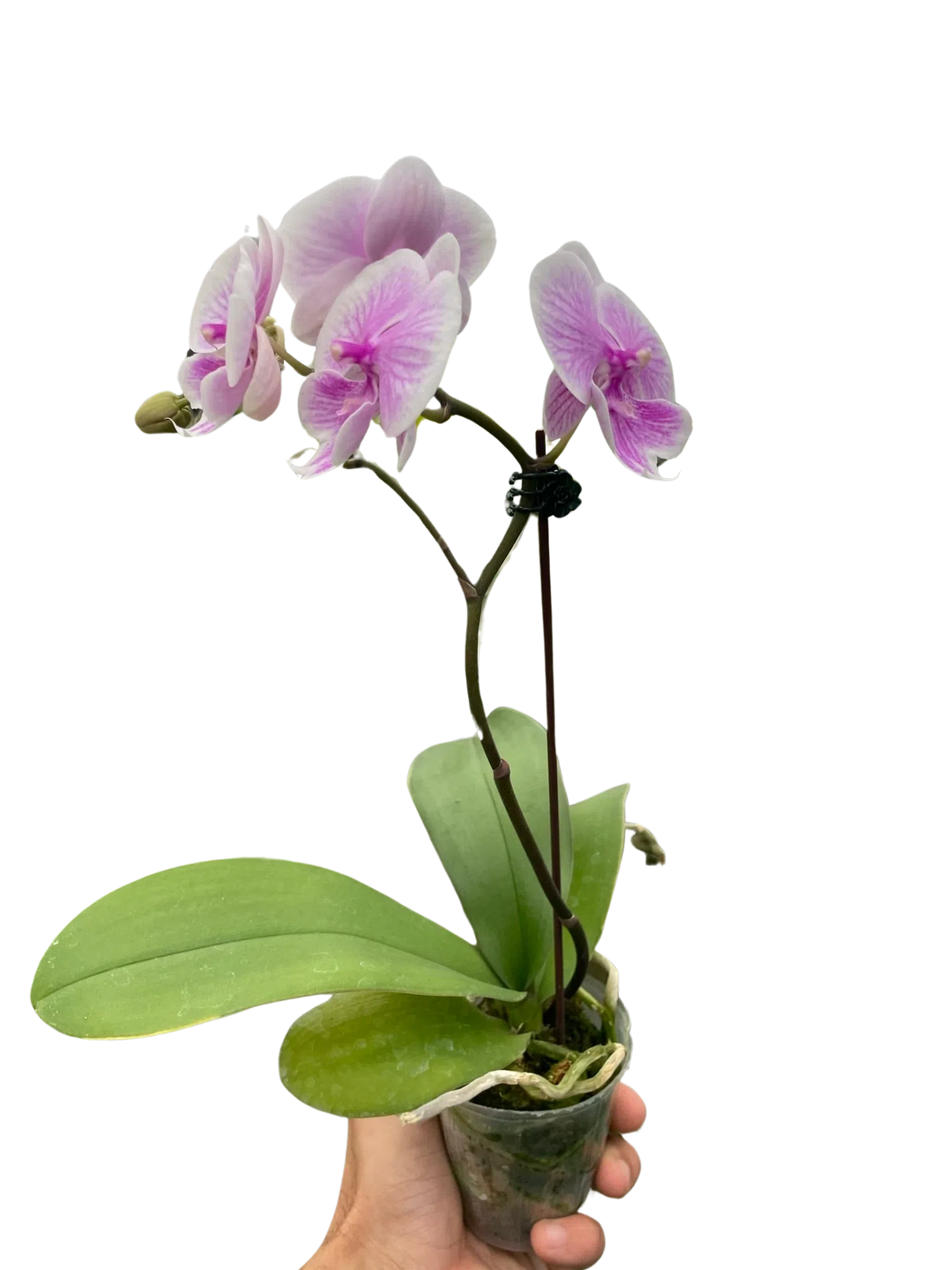 Orchid 'Light Pink Phalaenopsis'-American Plant Supply