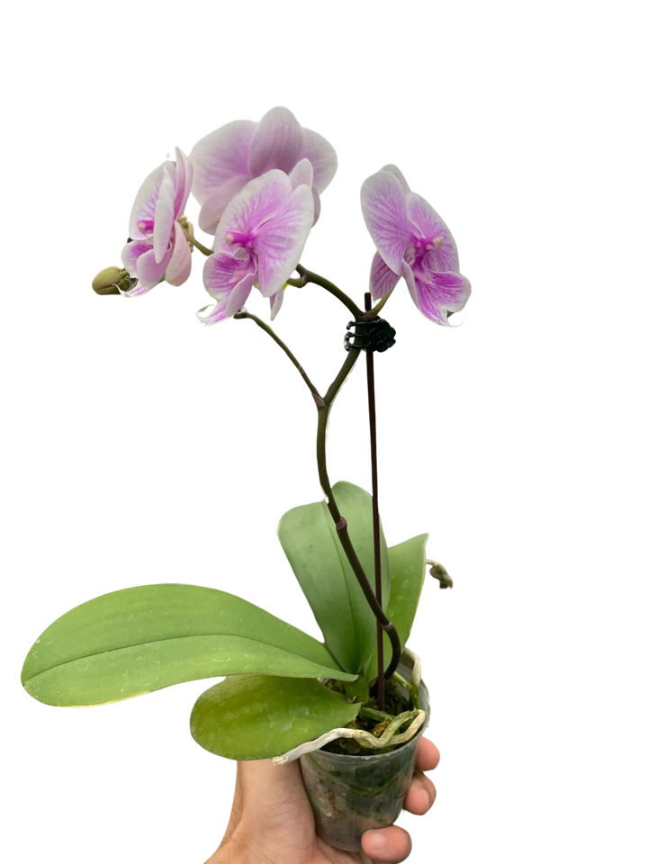 Orchid 'Light Pink Phalaenopsis'-American Plant Supply