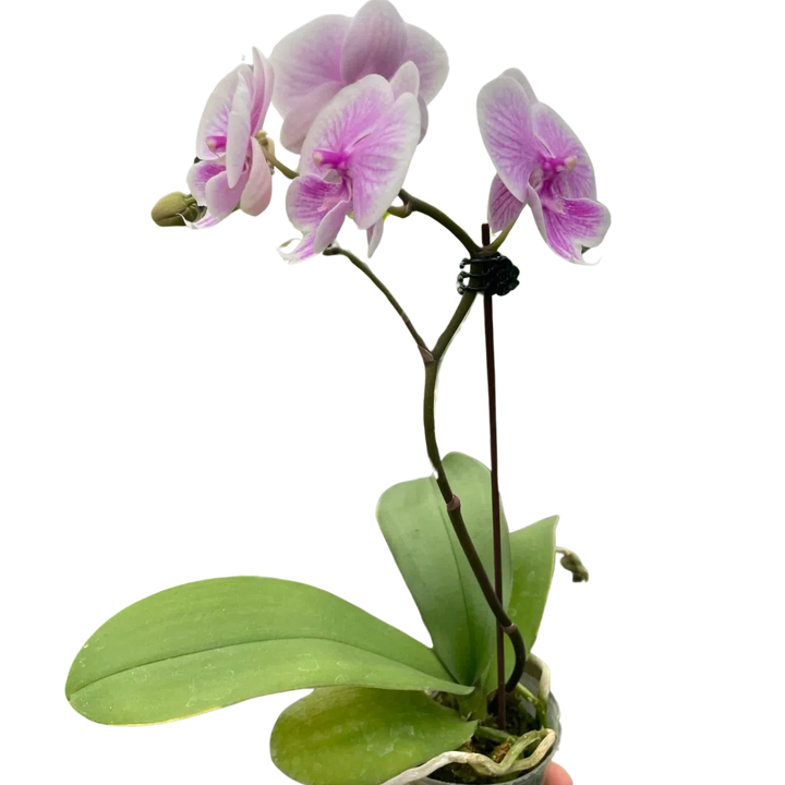 Orchid 'Light Pink Phalaenopsis'-American Plant Supply