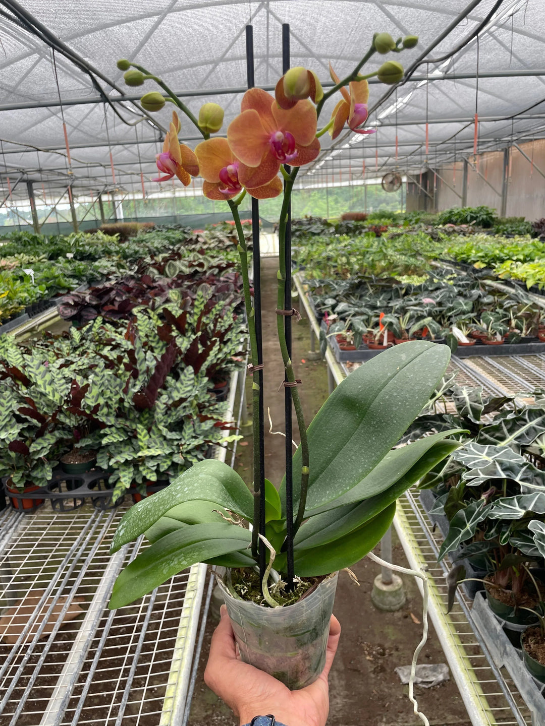 Orchid 'Orange Phalaenopsis'-American Plant Supply