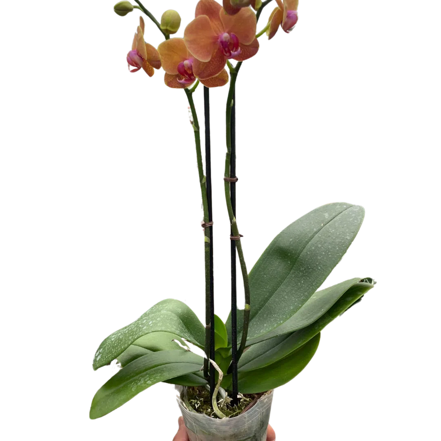 Orchid 'Orange Phalaenopsis'-American Plant Supply