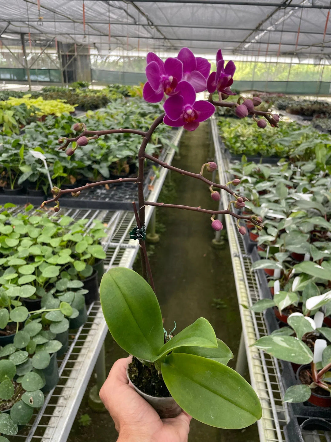 Orchid 'Purple Fucshia Phalaenopsis'-American Plant Supply